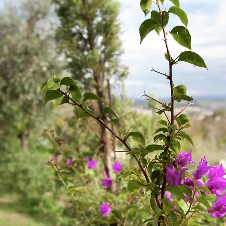 In Tuscany With Pool Near Certaldo